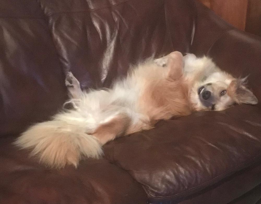 Archie aka Nelson, Adopted, Adult Male Corgi & Mixed Breed.