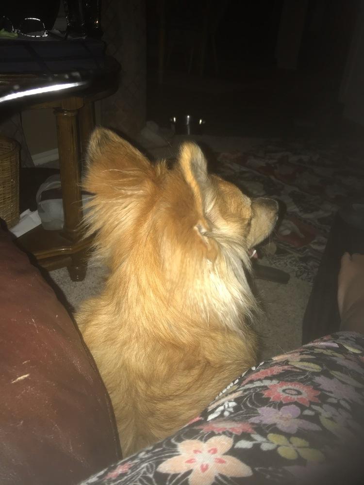 Enlarge Archie aka Nelson, a Adopted mixed breed in Blanchard, OK image 2/3