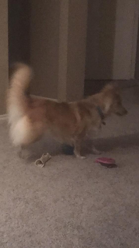 Archie aka Nelson, Adopted, Adult Male Corgi & Mixed Breed.