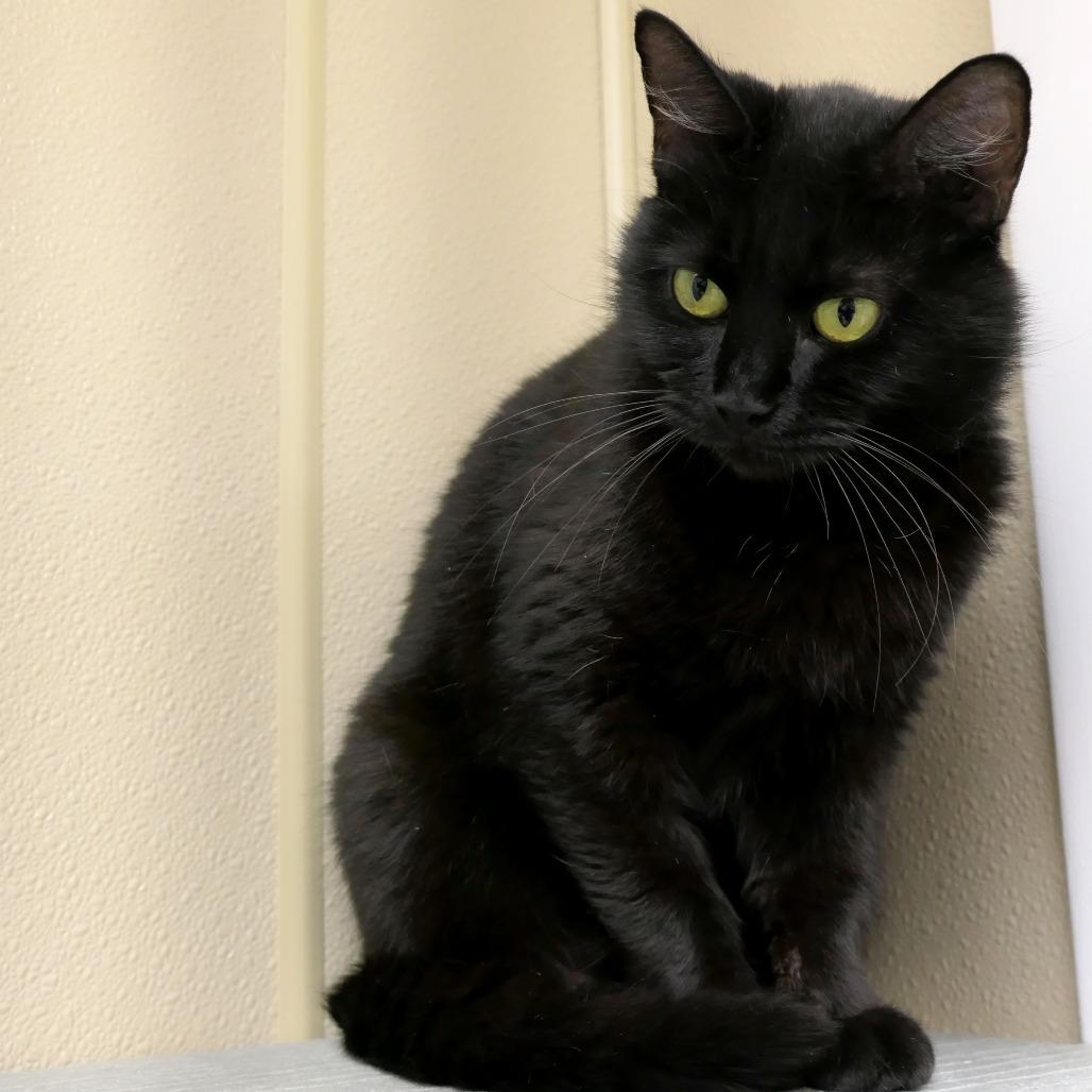 Enlarge Willa, a Adoptable Domestic Medium Hair in Mebane, NC image 2/6