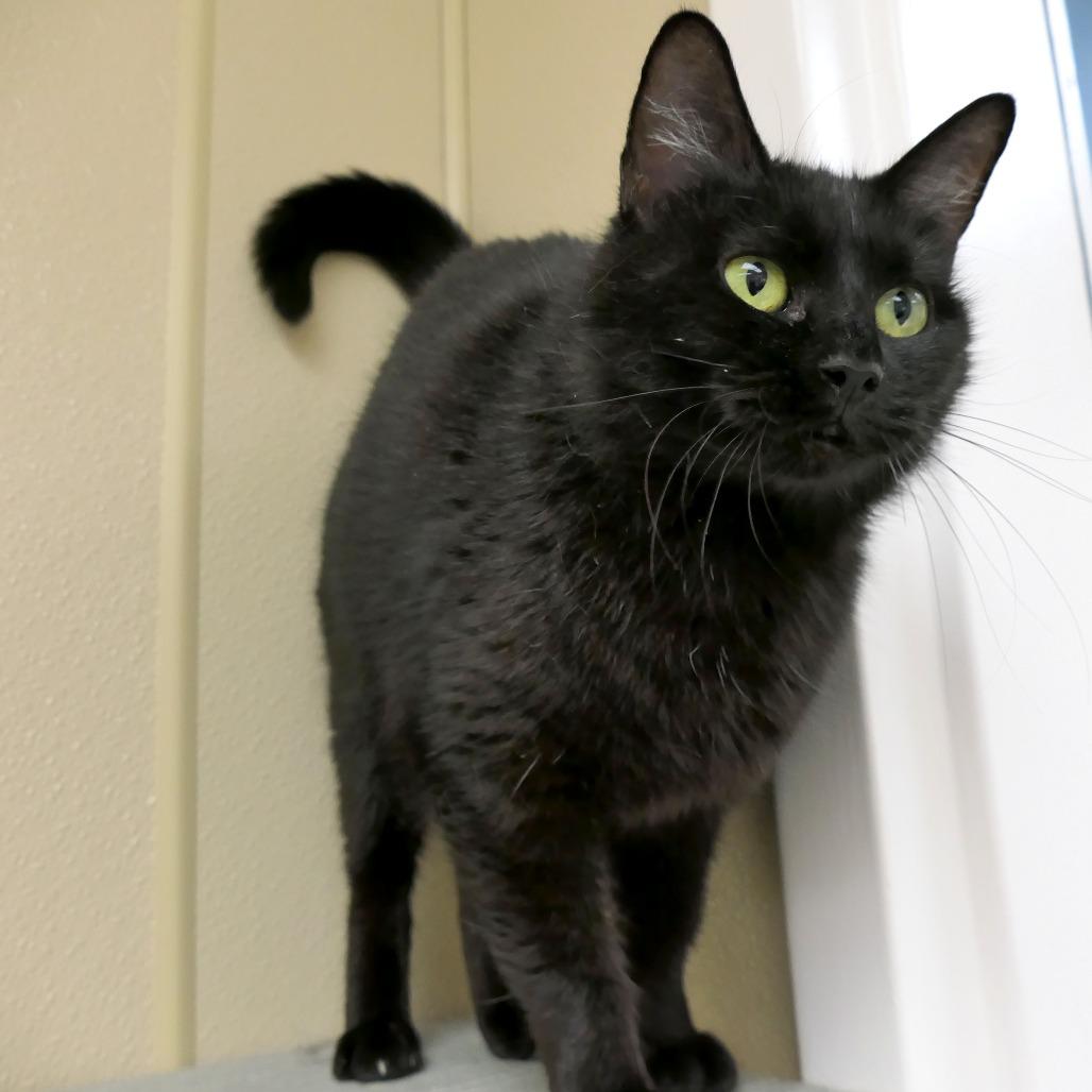 Enlarge Willa, a Adoptable Domestic Medium Hair in Mebane, NC image 3/6
