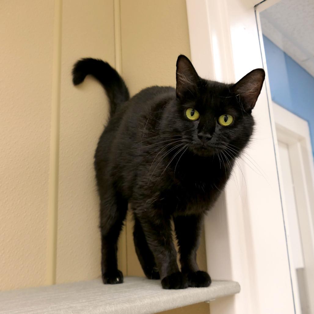 Enlarge Willa, a Adoptable Domestic Medium Hair in Mebane, NC image 4/6