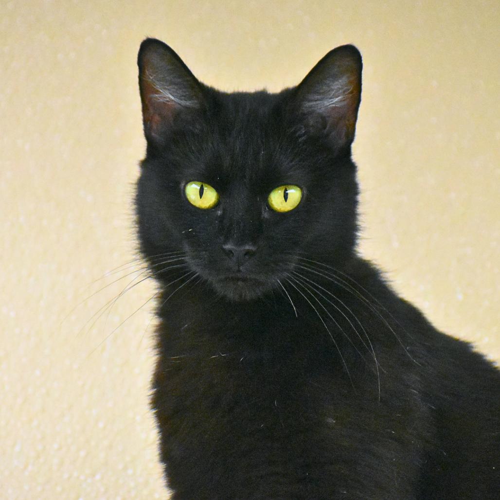 Enlarge Willa, a Adoptable Domestic Medium Hair in Mebane, NC image 5/6