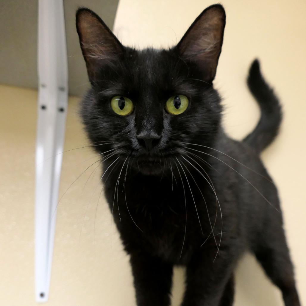 Enlarge Willa, a Adoptable Domestic Medium Hair in Mebane, NC image 6/6