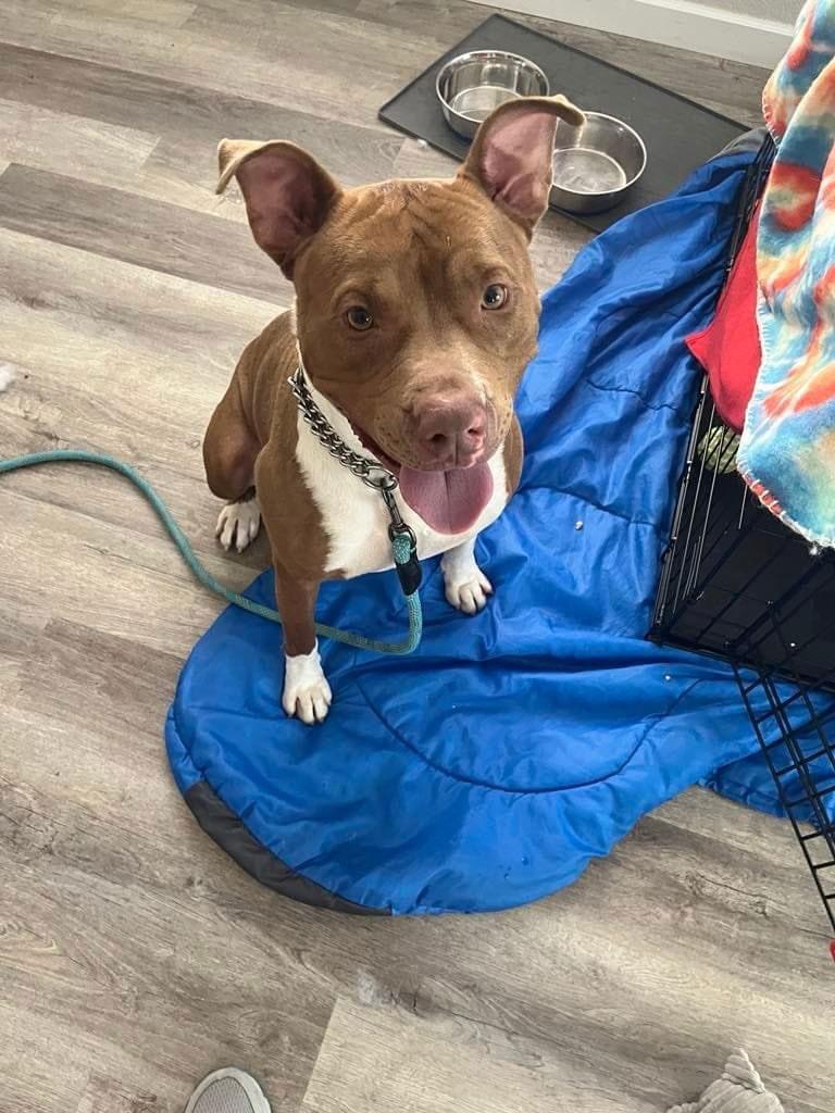 Louis (Courtesy Post), a Adoptable American Staffordshire Terrier in Phoenix, AZ image 1/3