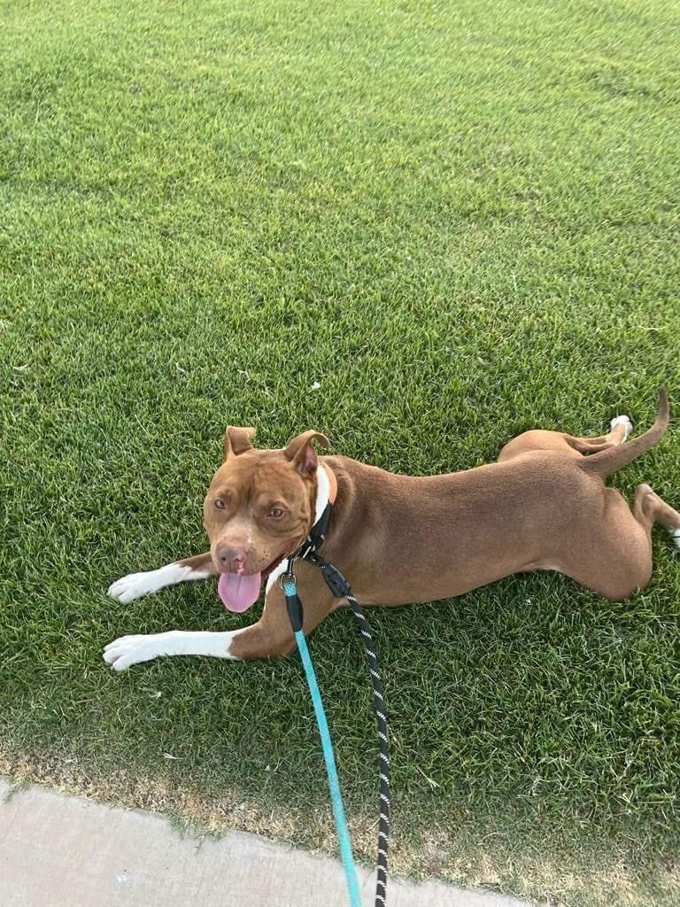 Louis (Courtesy Post), a Adoptable American Staffordshire Terrier in Phoenix, AZ image 2/3