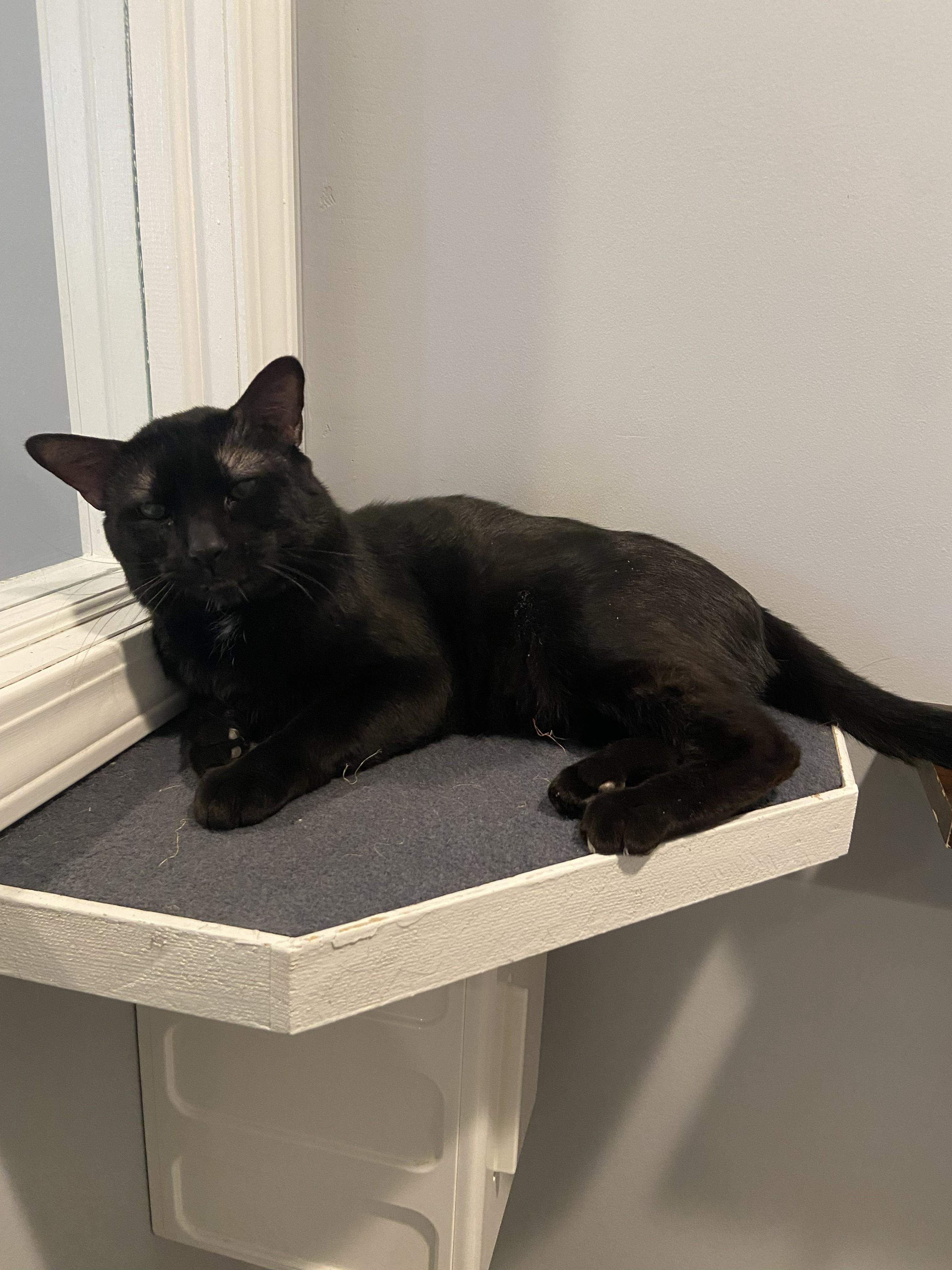 Enlarge Beau, a ADOPTABLE Domestic Short Hair in Lincoln, NE image 1/2