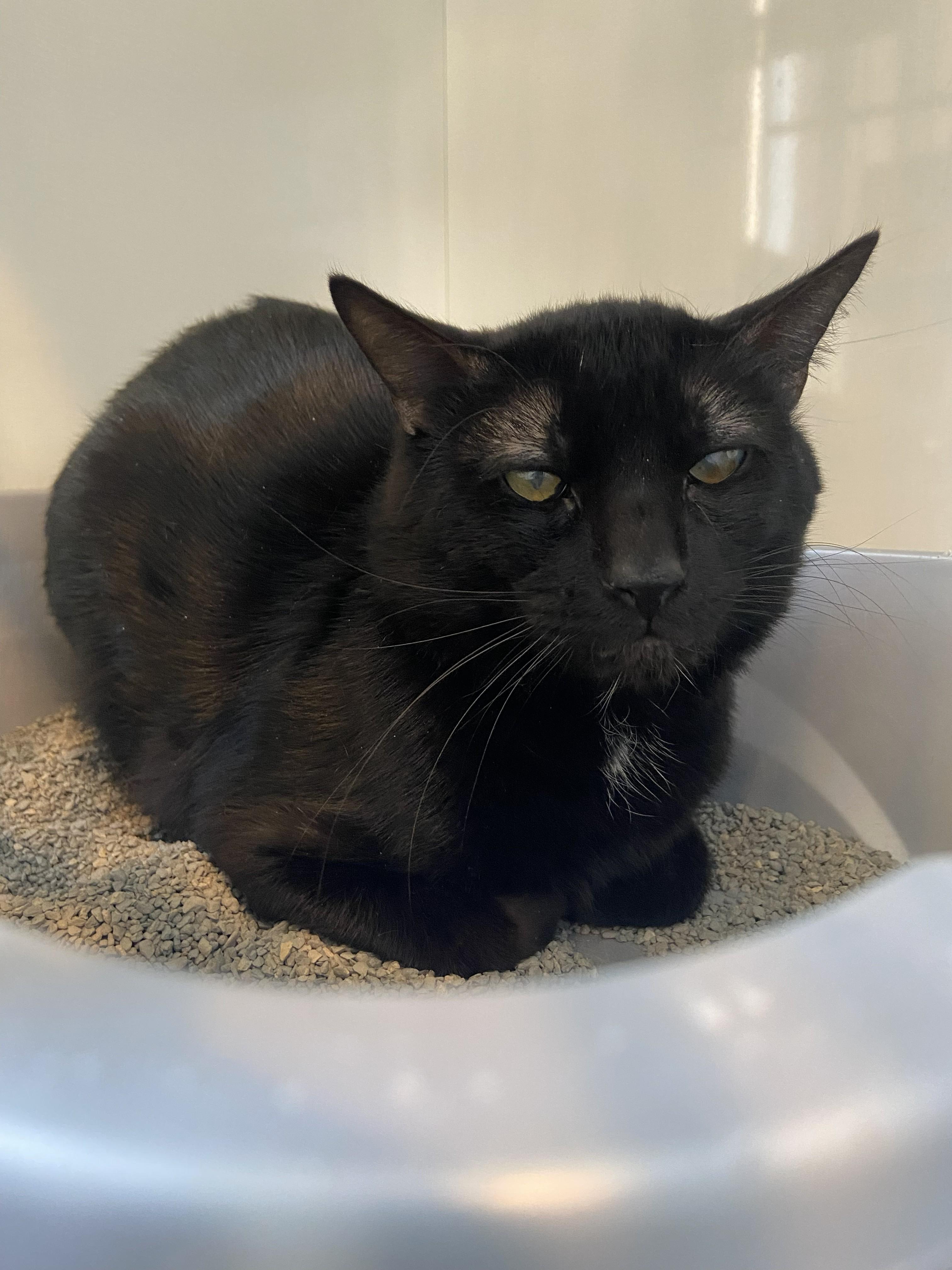 Enlarge Beau, a ADOPTABLE Domestic Short Hair in Lincoln, NE image 2/2