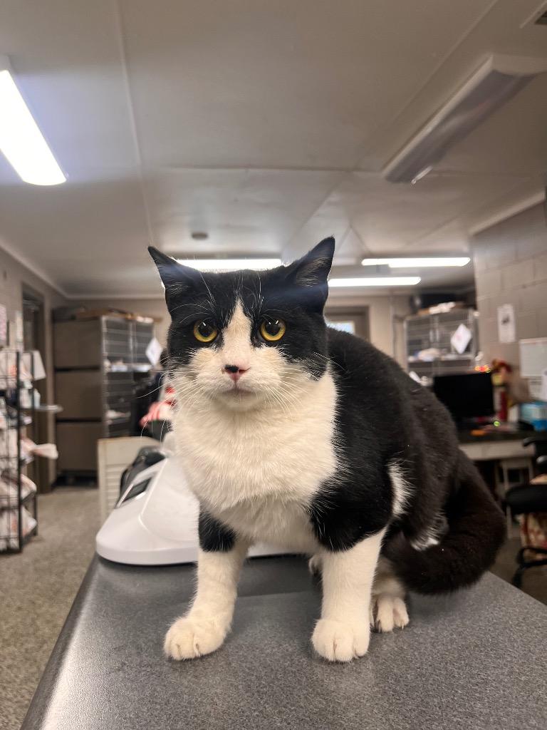 Crusher, Adoptable, Kitten Male Domestic Short Hair.