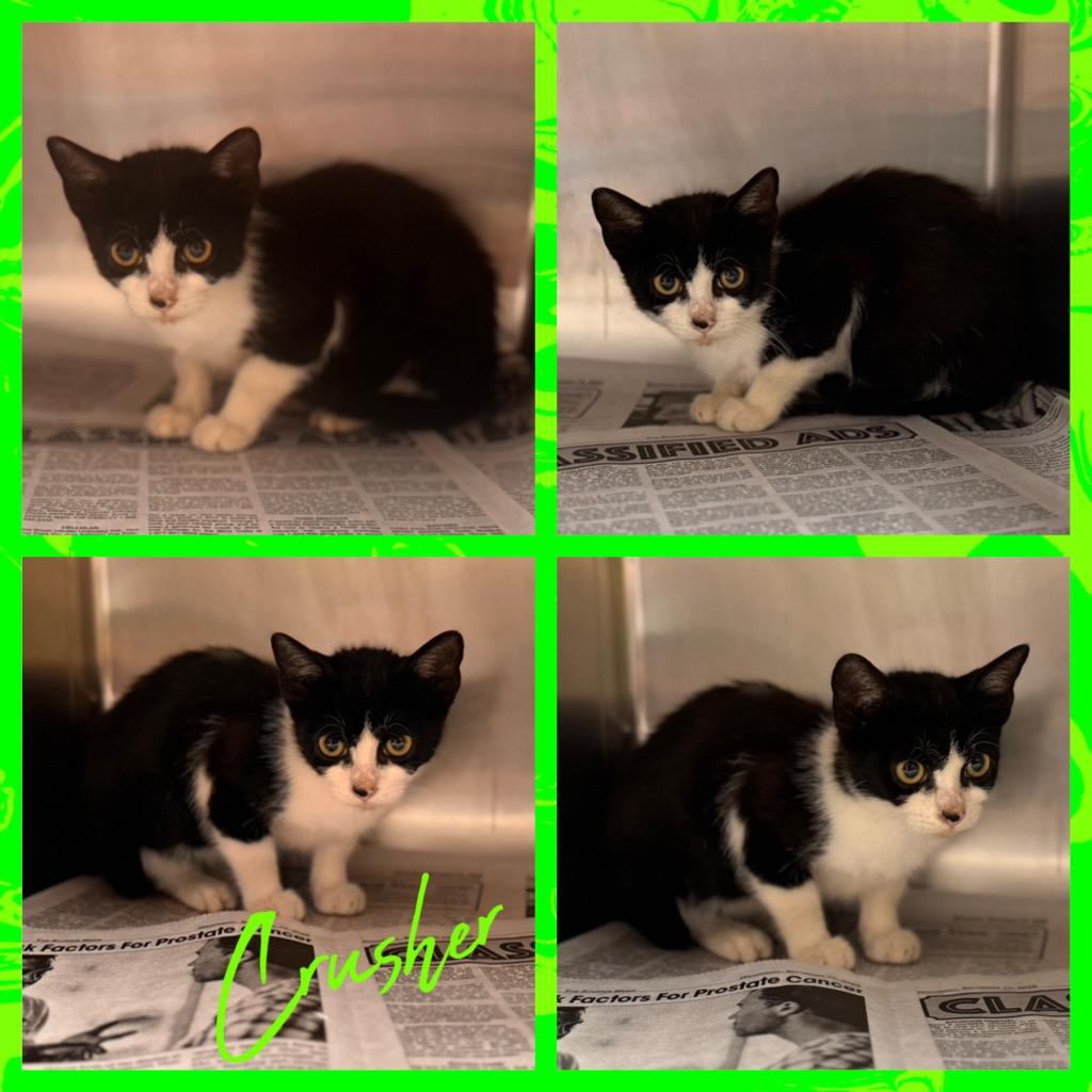 Crusher, Adoptable, Kitten Male Domestic Short Hair.