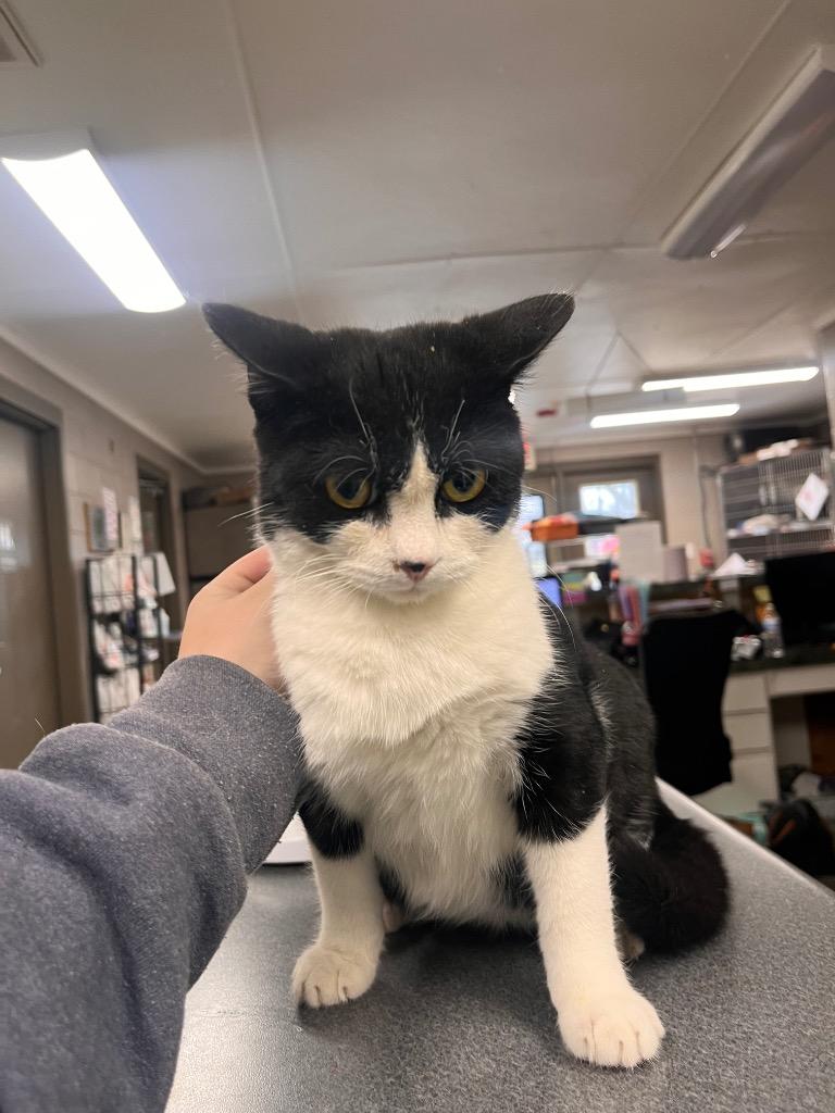 Crusher, a Adoptable mixed breed in Hopkinsville, KY image 3/4