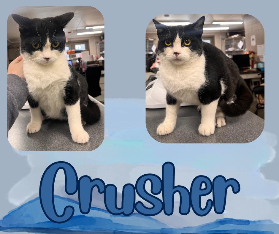 Crusher, a Adoptable mixed breed in Hopkinsville, KY image 4/4