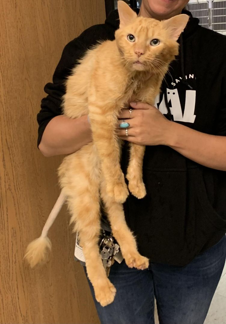 Enlarge Pawl, a Adopted Domestic Medium Hair in Richmond, VA image 1/2