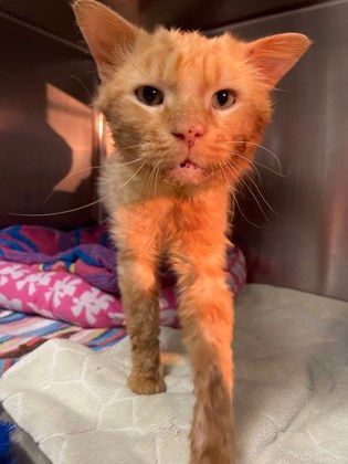 Pawl, Adopted, Adult Male Domestic Medium Hair.