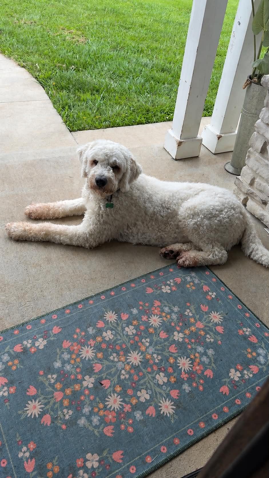 Lazlo, a ADOPTABLE Komondor in Columbia, MO image 1/3