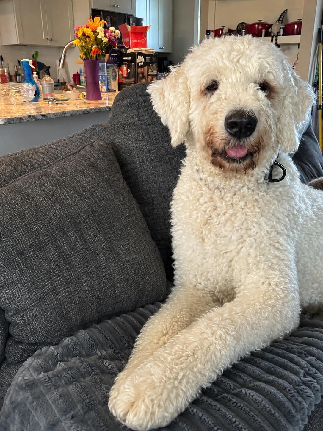 Lazlo, a ADOPTABLE Komondor in Columbia, MO image 3/3