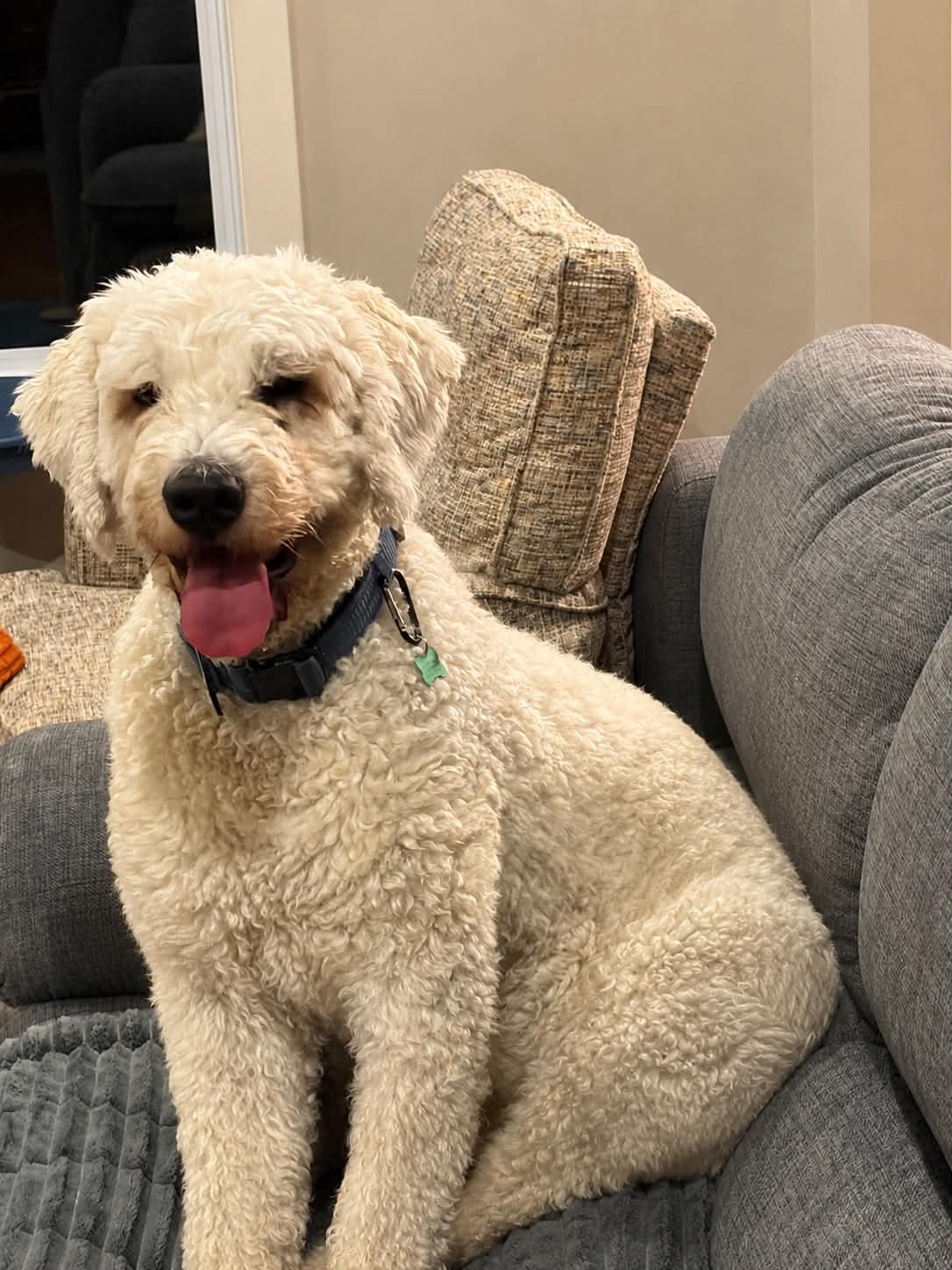 Lazlo, a ADOPTABLE Komondor in Columbia, MO image 2/3