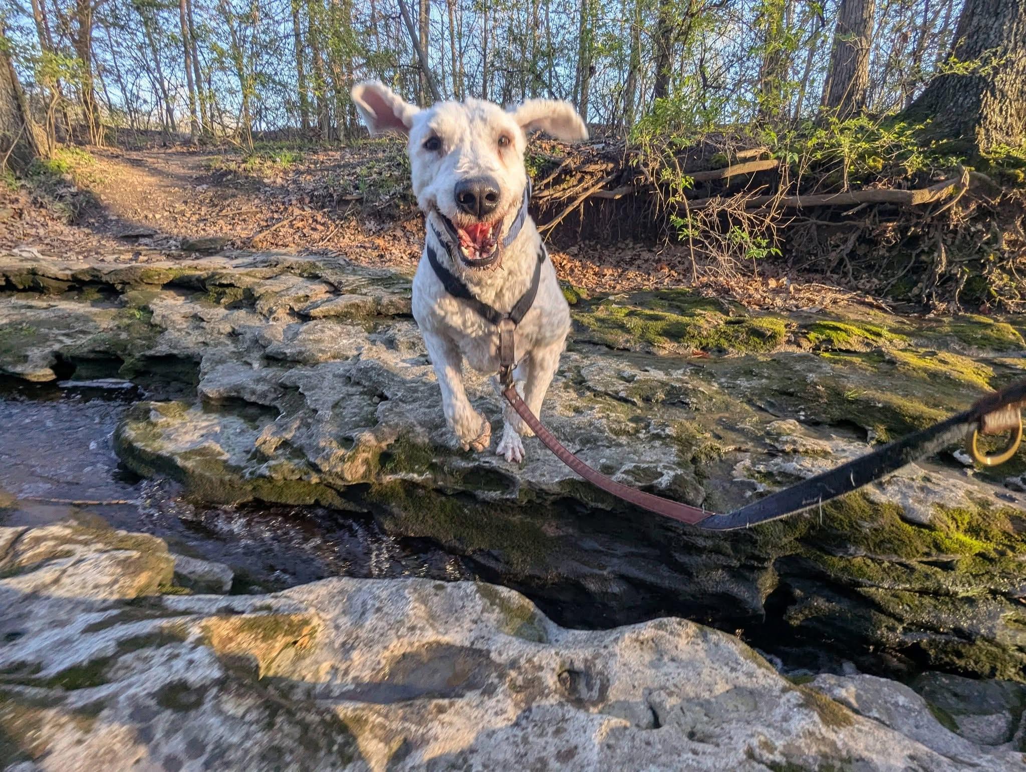Enlarge Lazlo, a ADOPTABLE Komondor in Columbia, MO image 2/3