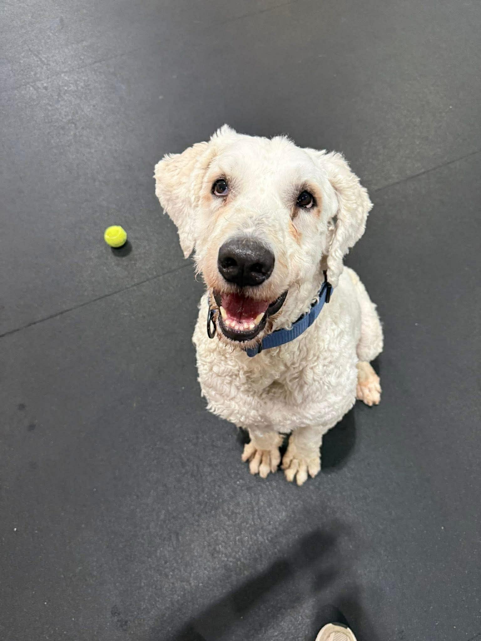 Enlarge Lazlo, a ADOPTABLE Komondor in Columbia, MO image 1/3