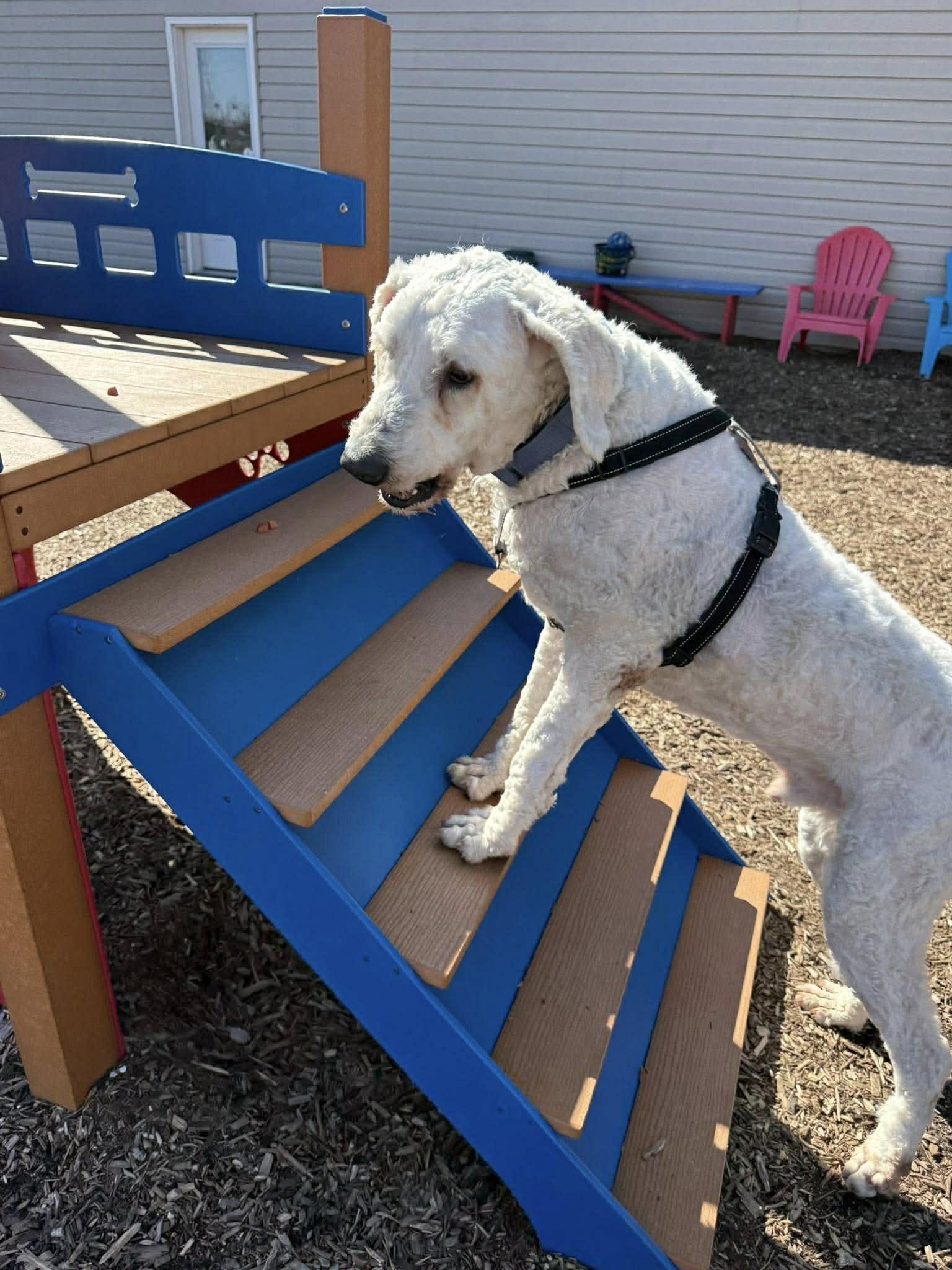 Enlarge Lazlo, a ADOPTABLE Komondor in Columbia, MO image 3/3