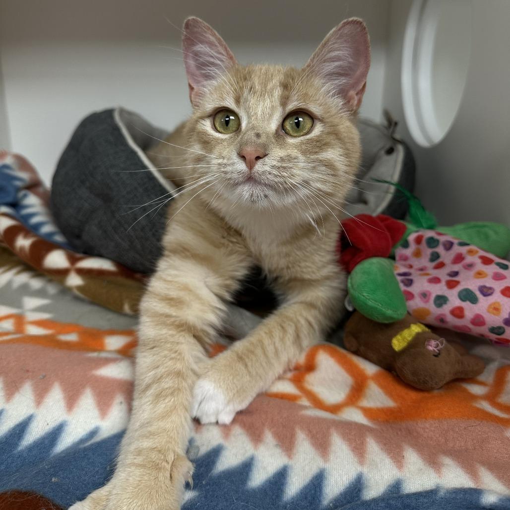 Dallas, Adoptable, Young Male Domestic Short Hair.