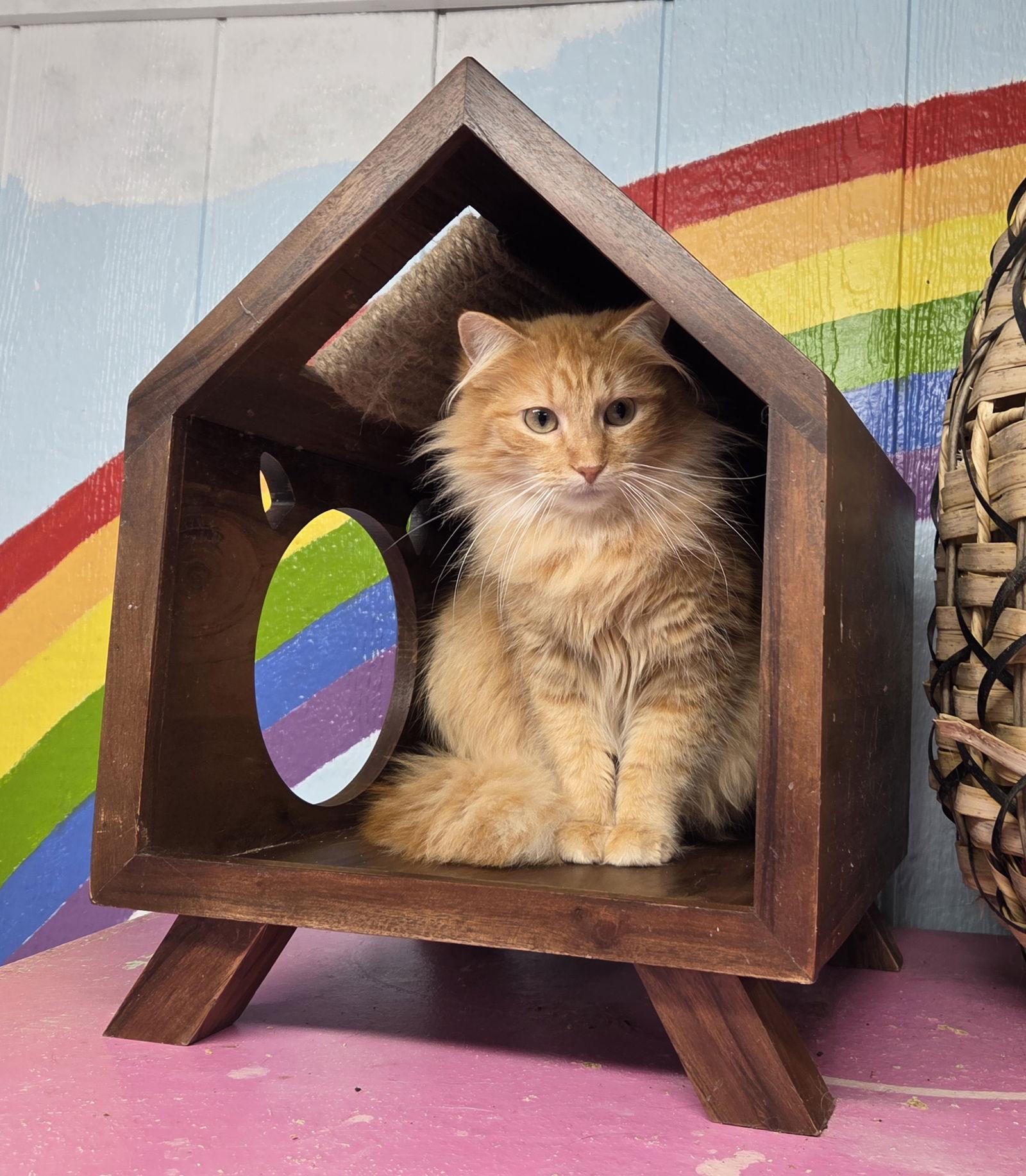 Emery, a Adopted Domestic Long Hair in Iroquois, IL image 1/2