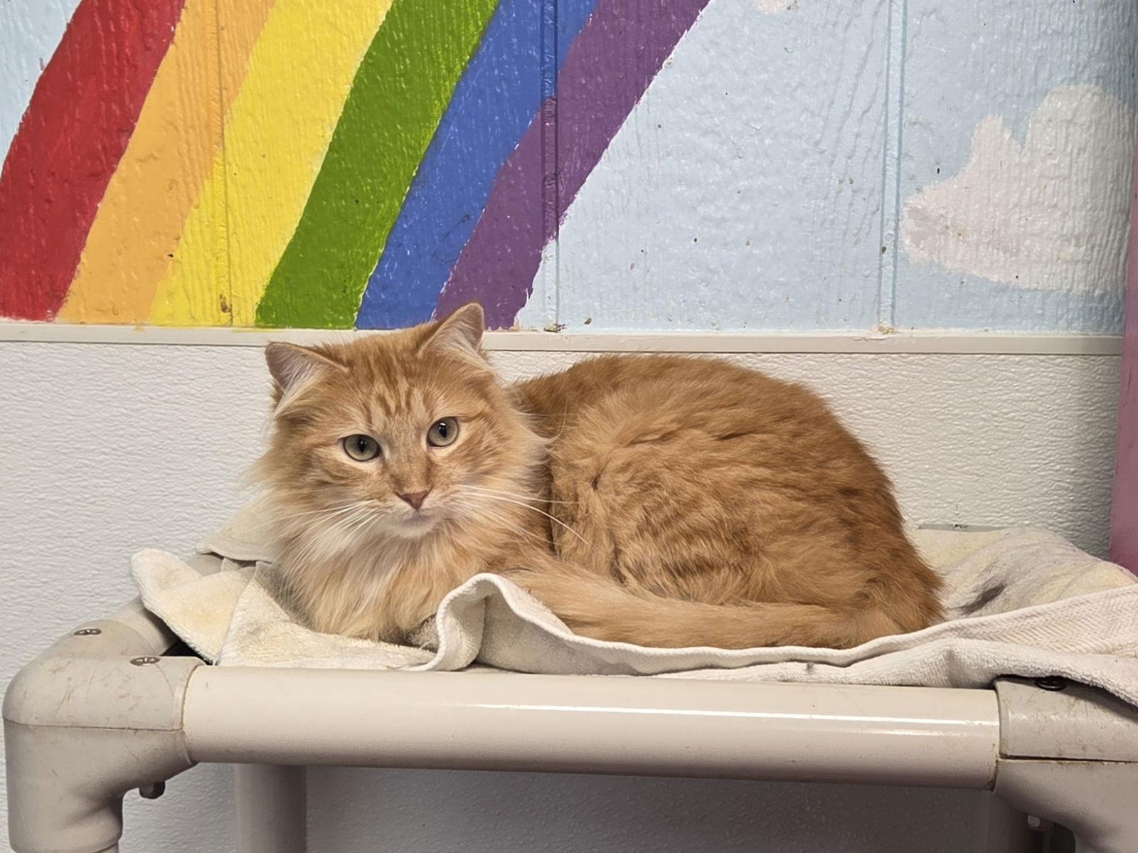 Emery, a Adopted Domestic Long Hair in Iroquois, IL image 2/2