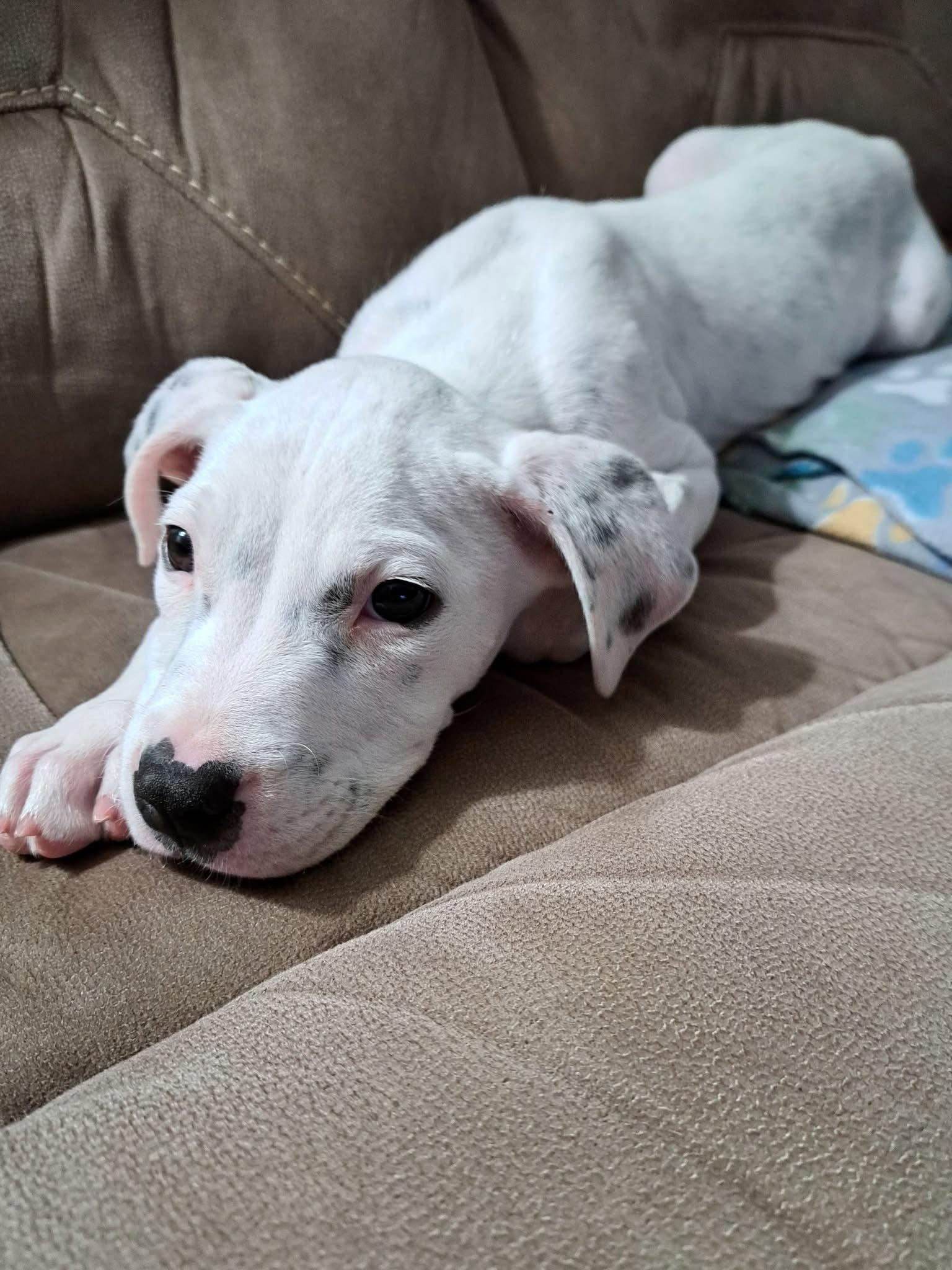 Enlarge Oliver, a Adoptable Mixed Breed in Bay City, MI image 1/2