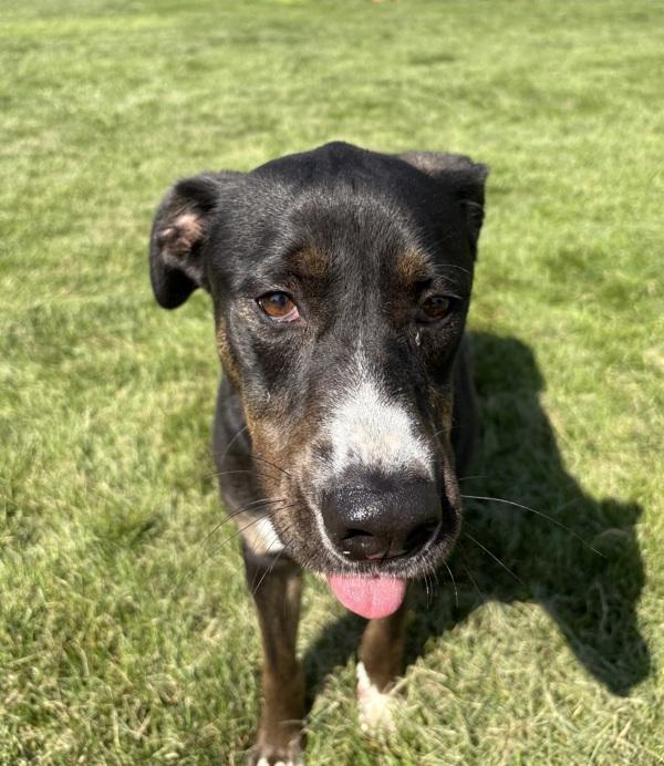 Chloe, Adoptable, Adult Female Labrador Retriever & Hound.