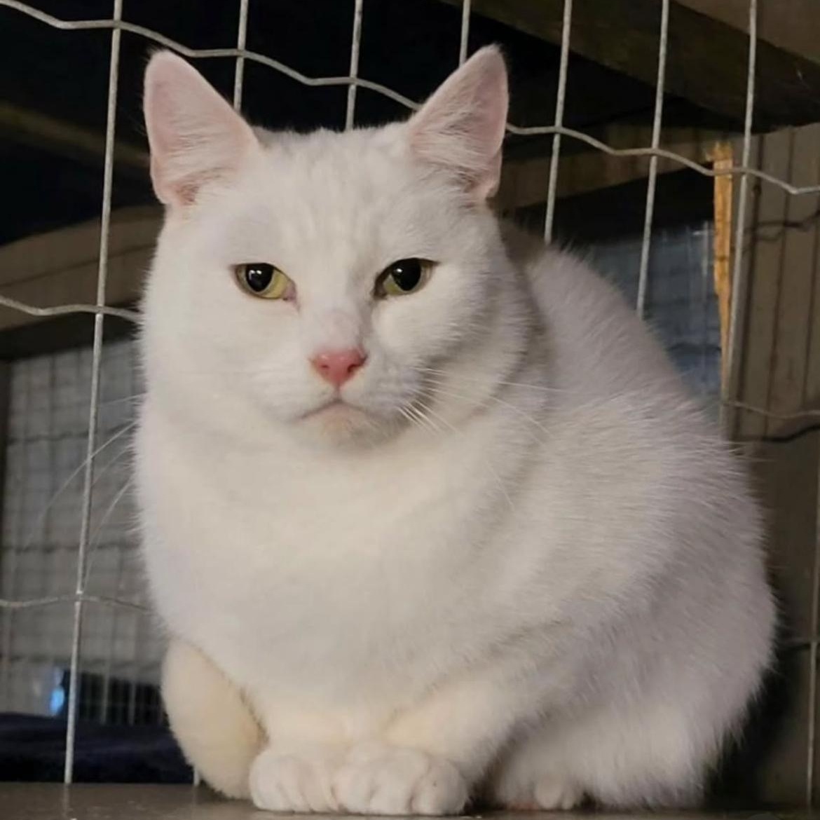 Charlotte (Bonded with Spike), an adoptable Domestic Short Hair in Maple Ridge, BC, V2W 1A4 | Photo Image 6