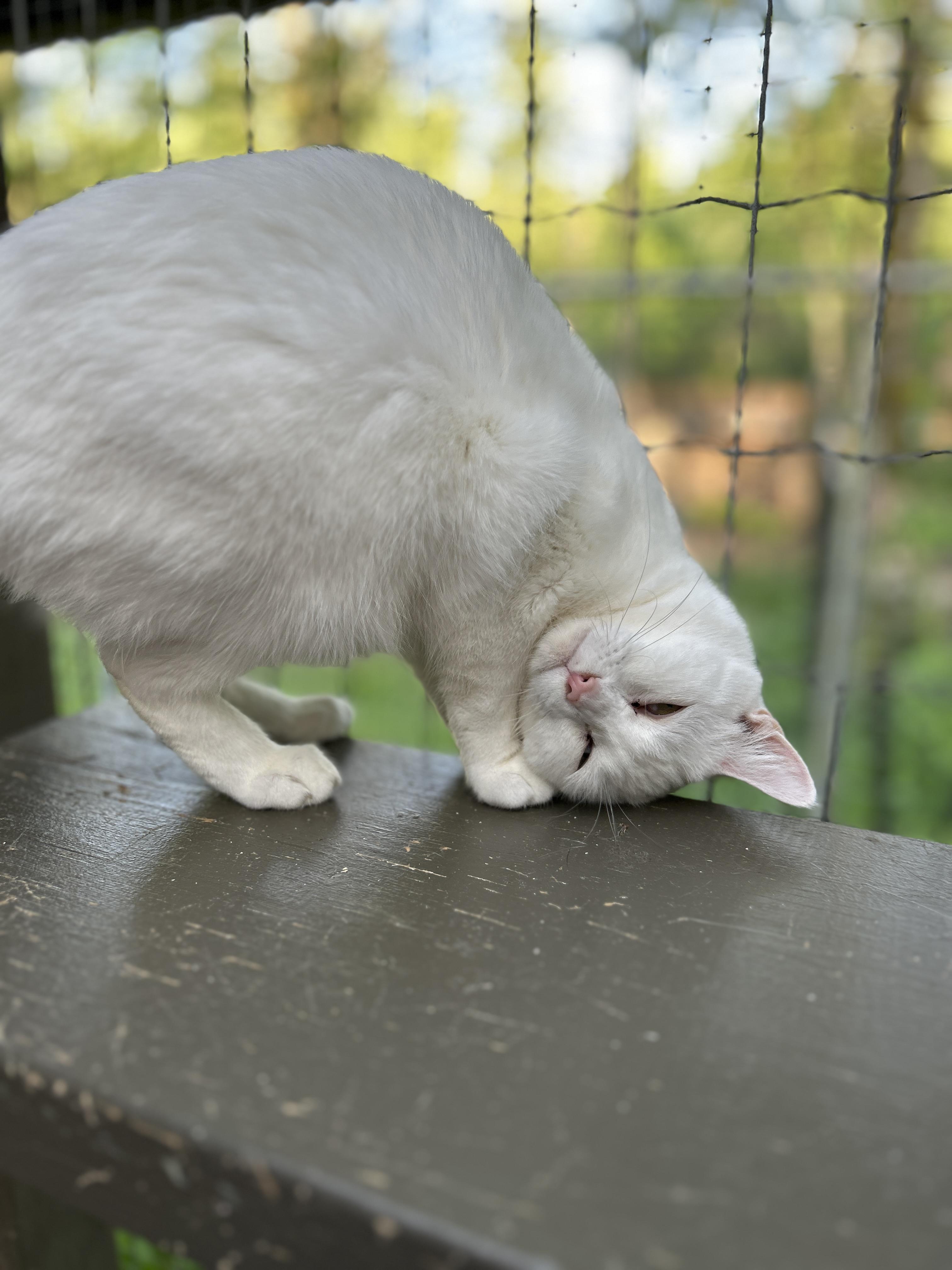 Charlotte (Bonded with Spike), an adoptable Domestic Short Hair in Maple Ridge, BC, V2W 1A4 | Photo Image 5