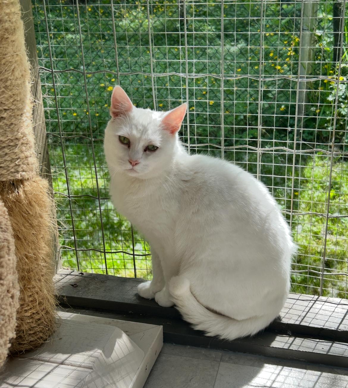 Charlotte (Bonded with Spike), an adoptable Domestic Short Hair in Maple Ridge, BC, V2W 1A4 | Photo Image 1