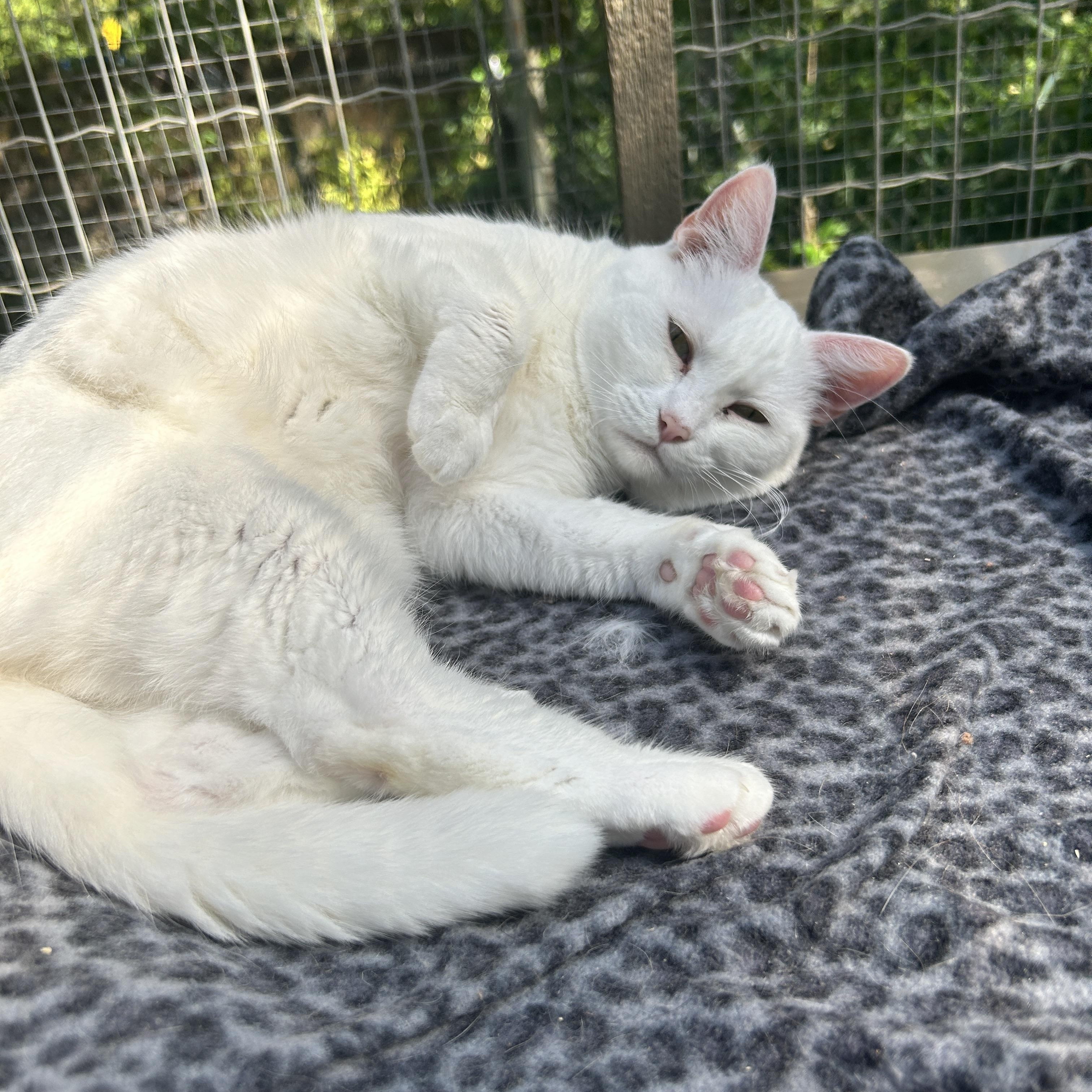 Charlotte (Bonded with Spike), an adoptable Domestic Short Hair in Maple Ridge, BC, V2W 1A4 | Photo Image 2