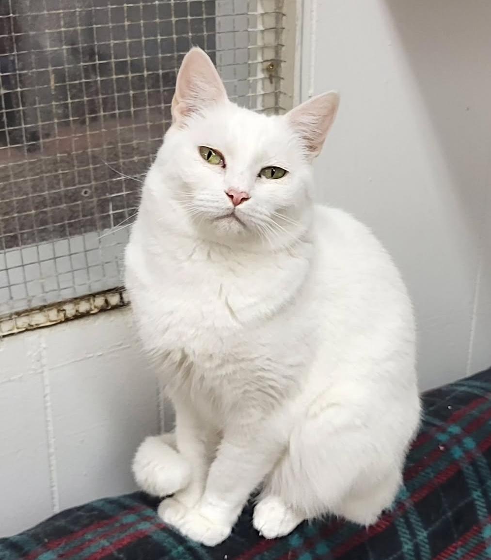 Charlotte, an adoptable Domestic Short Hair in Maple Ridge, BC, V2W 1A4 | Photo Image 1