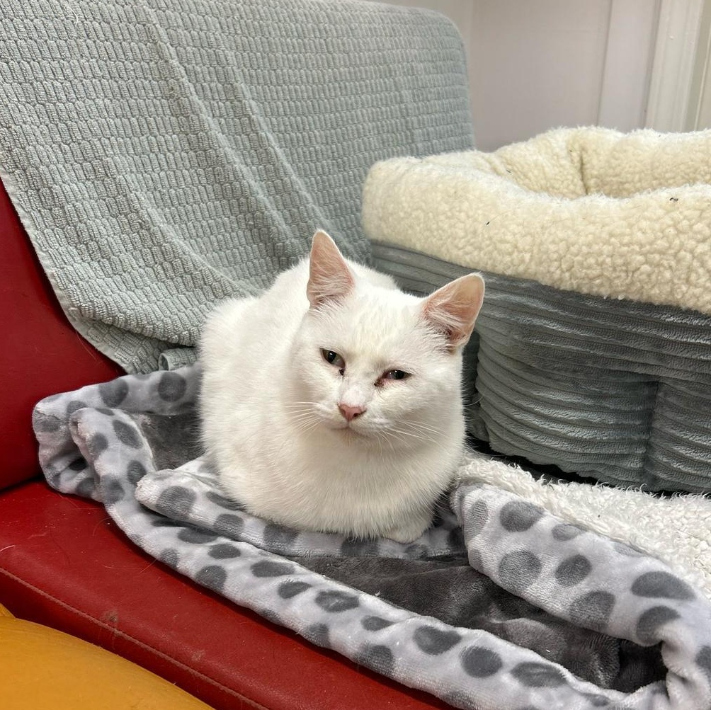 Charlotte (Bonded with Spike), an adoptable Domestic Short Hair in Maple Ridge, BC, V2W 1A4 | Photo Image 5