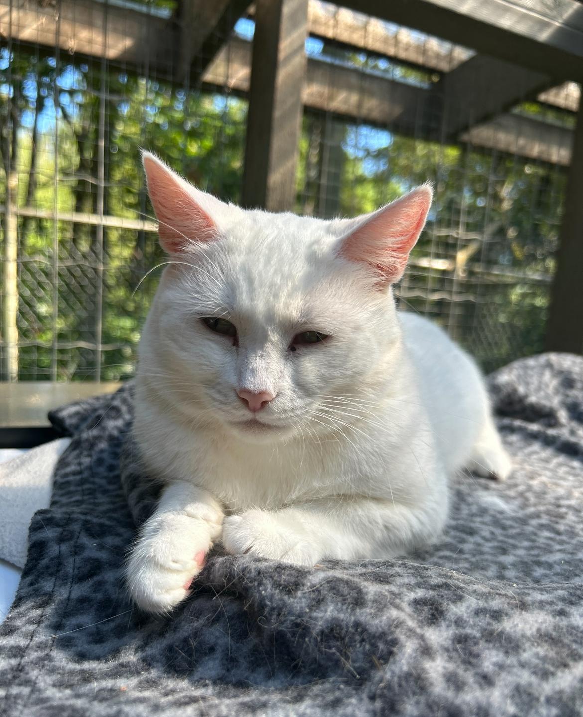 Charlotte (Bonded with Spike), an adoptable Domestic Short Hair in Maple Ridge, BC, V2W 1A4 | Photo Image 1