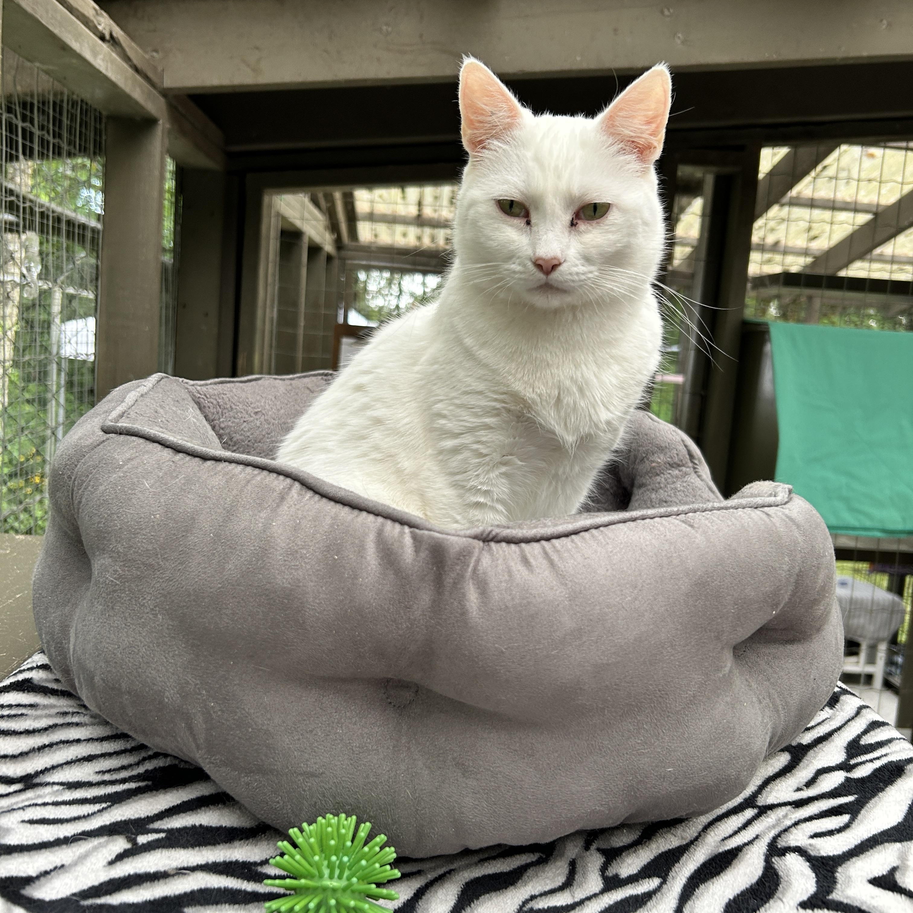 Charlotte (Bonded with Spike), an adoptable Domestic Short Hair in Maple Ridge, BC, V2W 1A4 | Photo Image 2