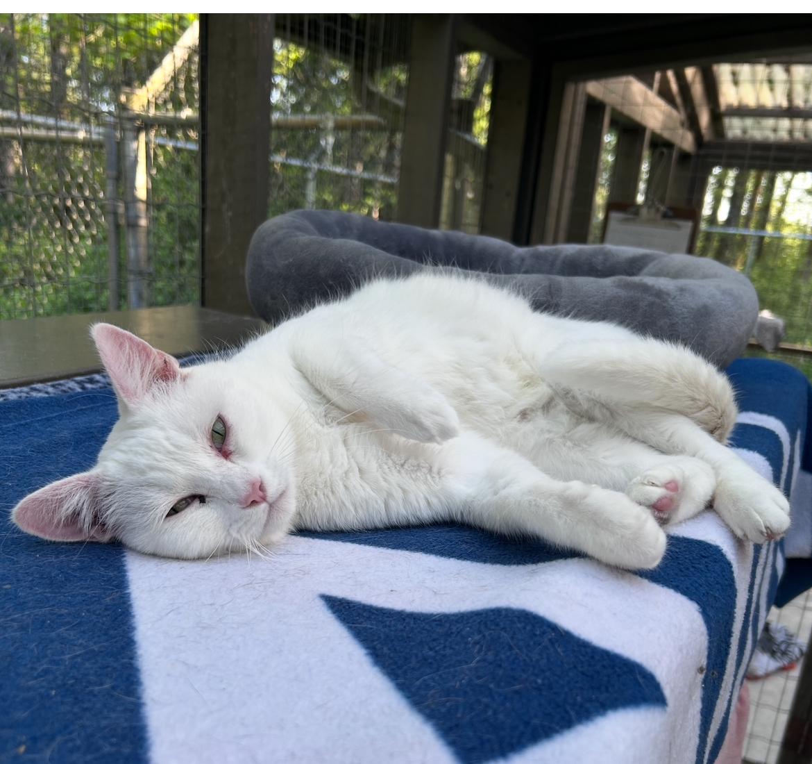 Charlotte (Bonded with Spike), an adoptable Domestic Short Hair in Maple Ridge, BC, V2W 1A4 | Photo Image 3