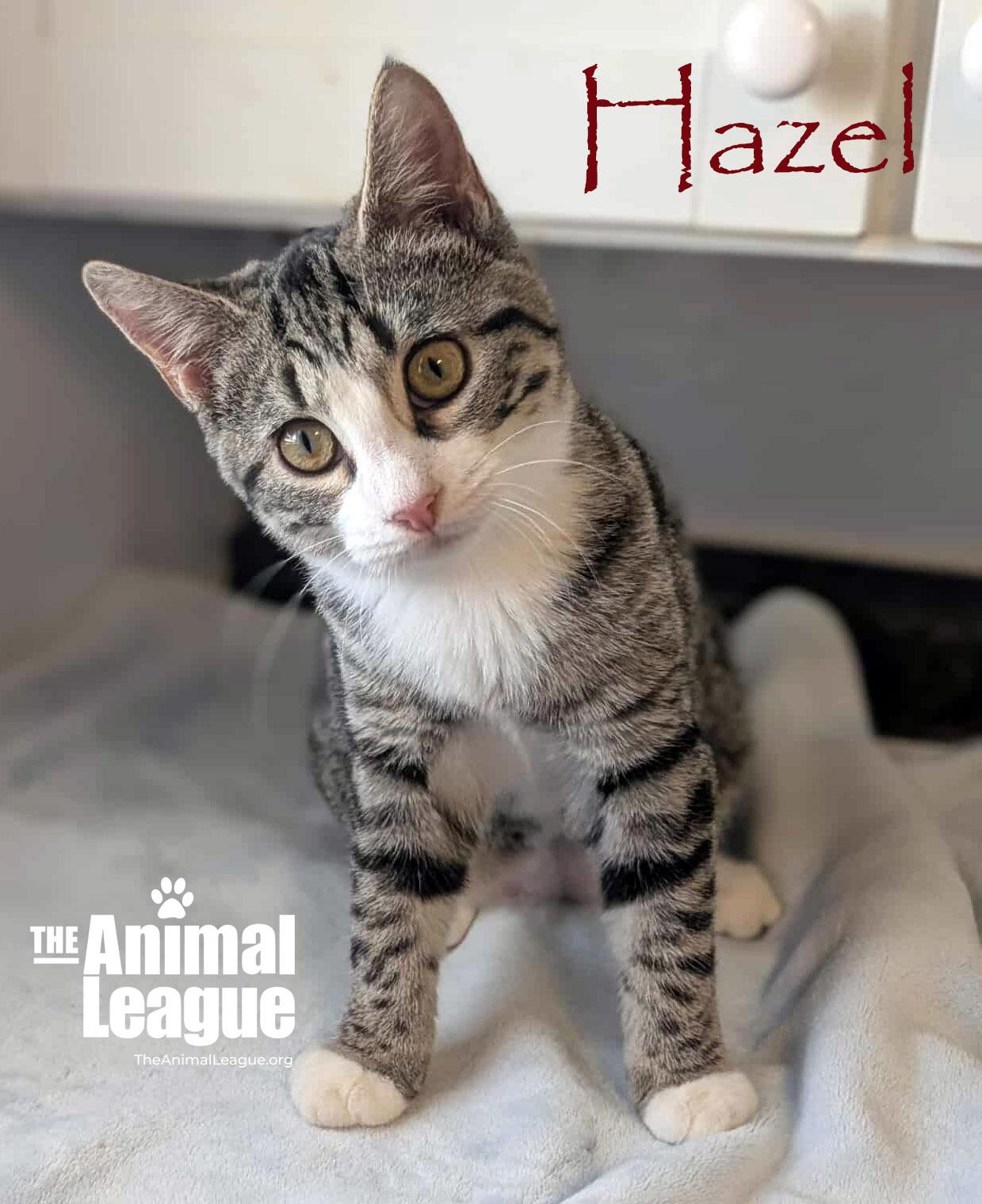 Hazel, a Adoptable mixed breed in Clermont, FL image 1/5