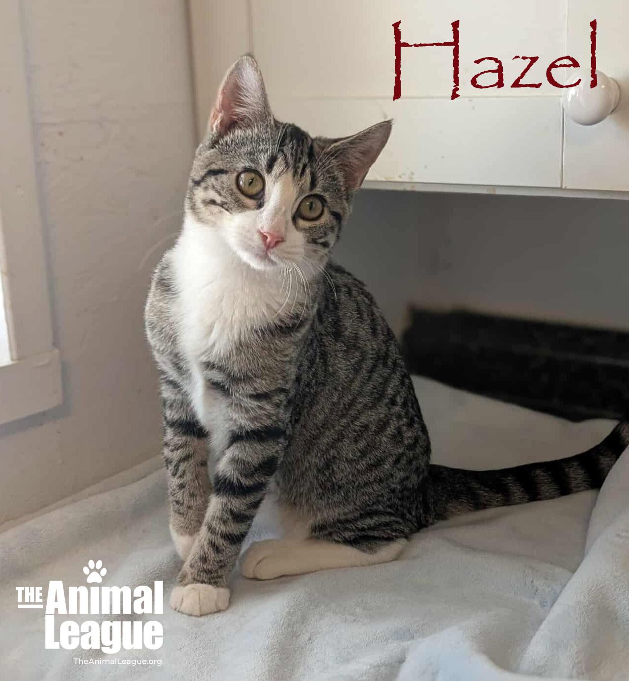 Hazel, a Adoptable mixed breed in Clermont, FL image 2/5