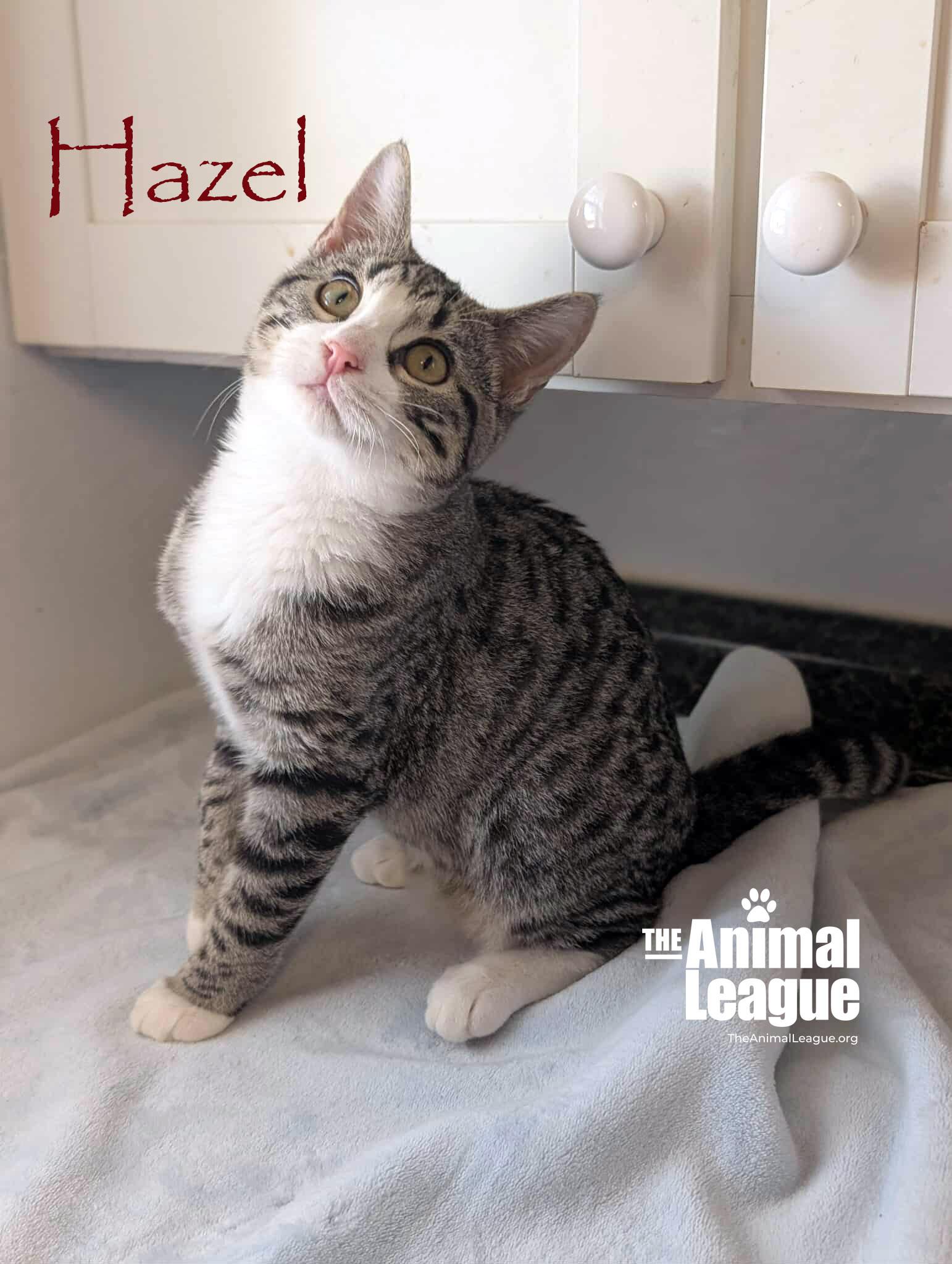 Hazel, a Adoptable mixed breed in Clermont, FL image 3/5