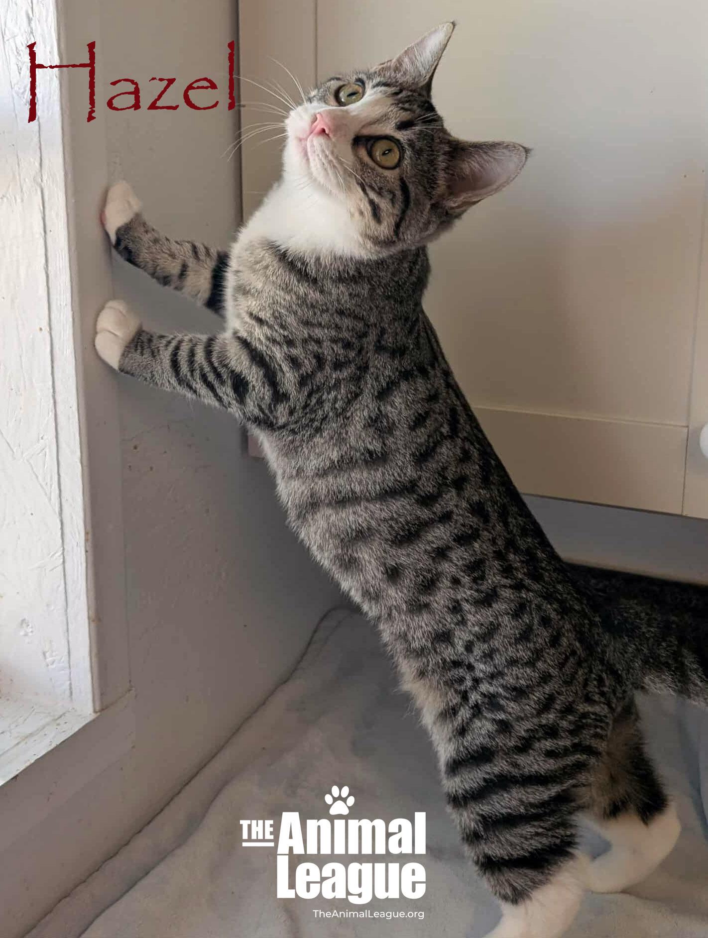 Hazel, a Adoptable mixed breed in Clermont, FL image 4/5