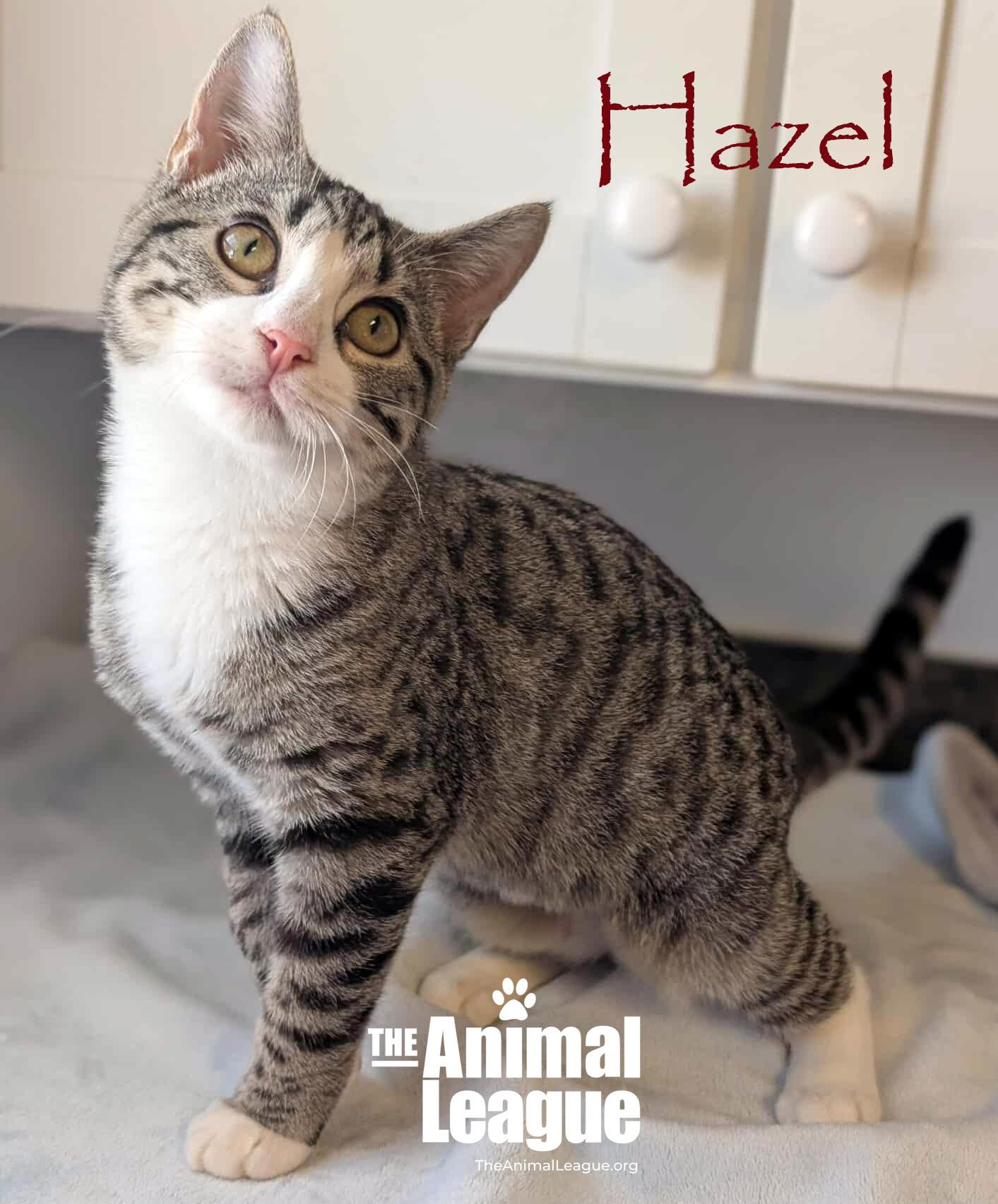 Hazel, a Adoptable mixed breed in Clermont, FL image 5/5