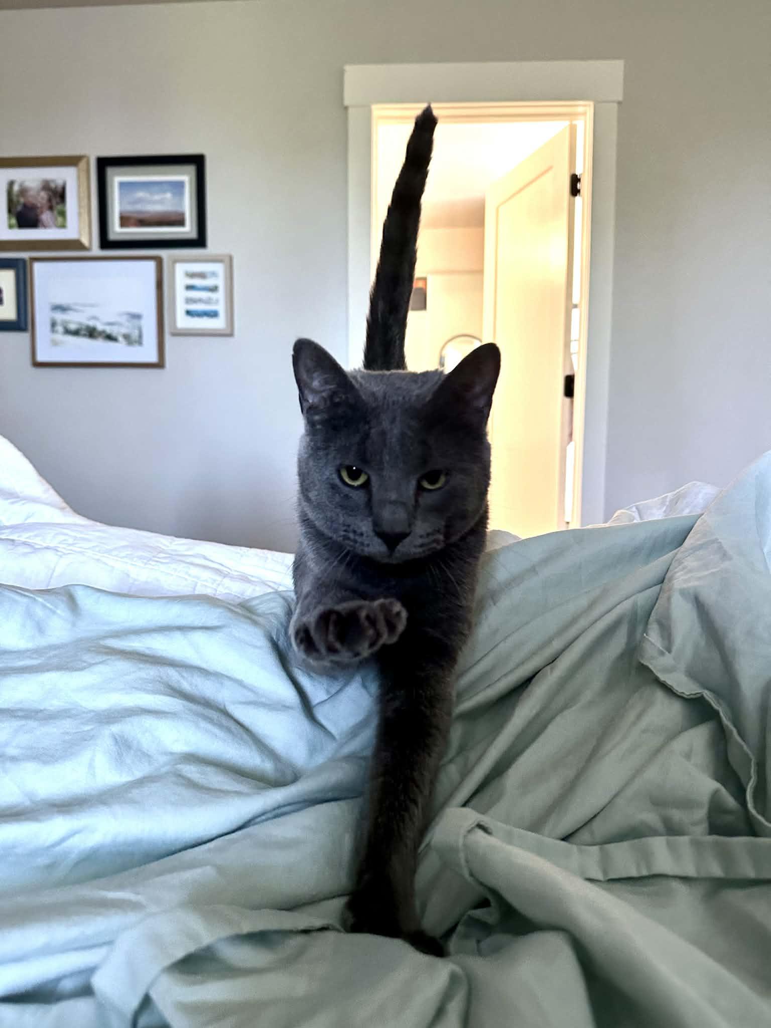 Enlarge Annie (Anchovy), a ADOPTABLE Domestic Short Hair in Brigham City, UT image 6/6