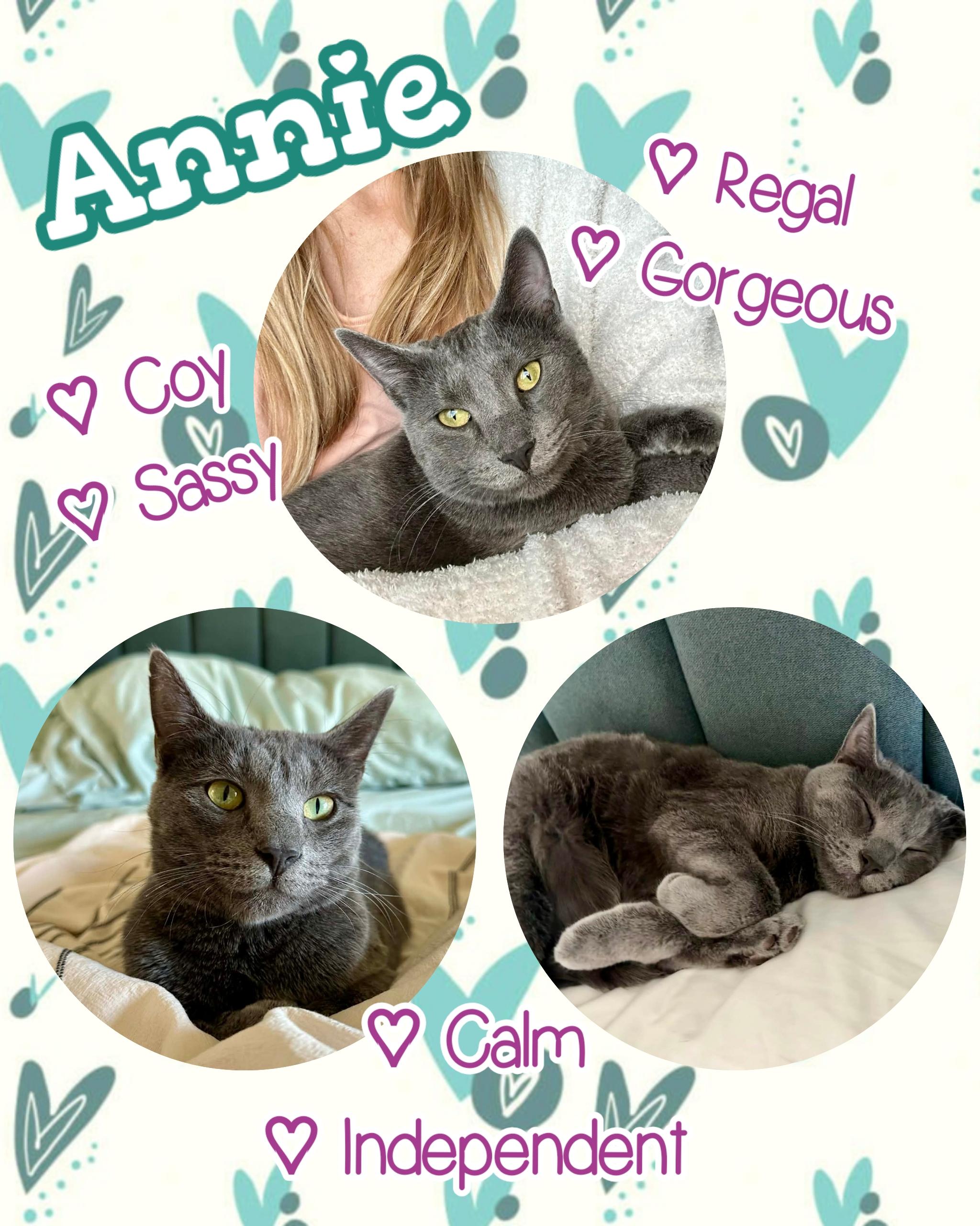 Annie (Anchovy), ADOPTABLE, Adult Female Domestic Short Hair.