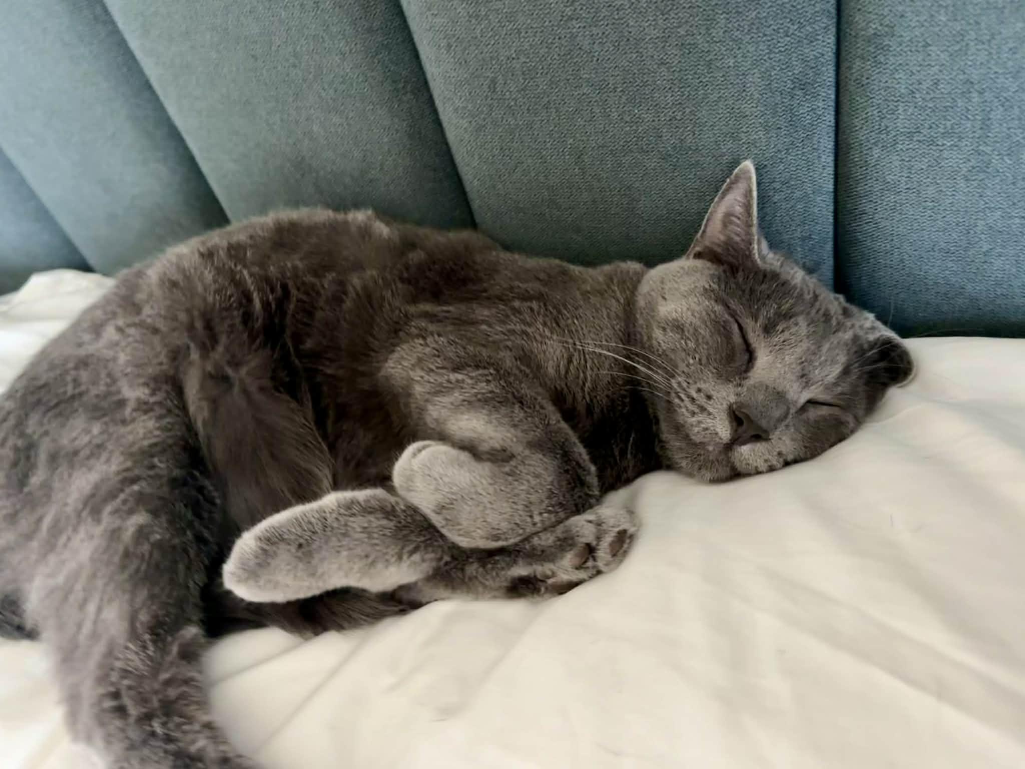 Enlarge Annie (Anchovy), a ADOPTABLE Domestic Short Hair in Brigham City, UT image 2/6