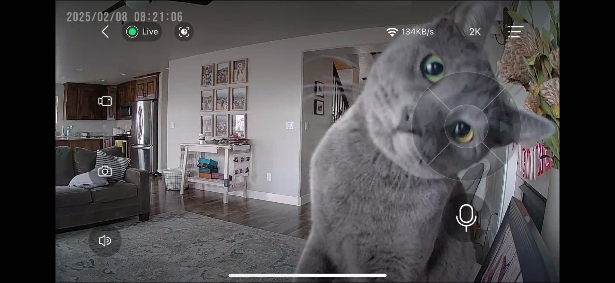 Enlarge Annie (Anchovy), a ADOPTABLE Domestic Short Hair in Brigham City, UT image 5/6