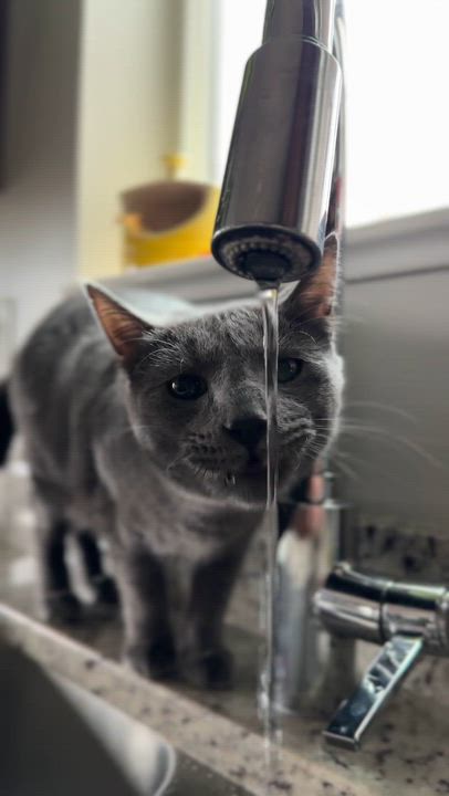 Enlarge Annie (Anchovy), a ADOPTABLE Domestic Short Hair in Brigham City, UT video 3/6