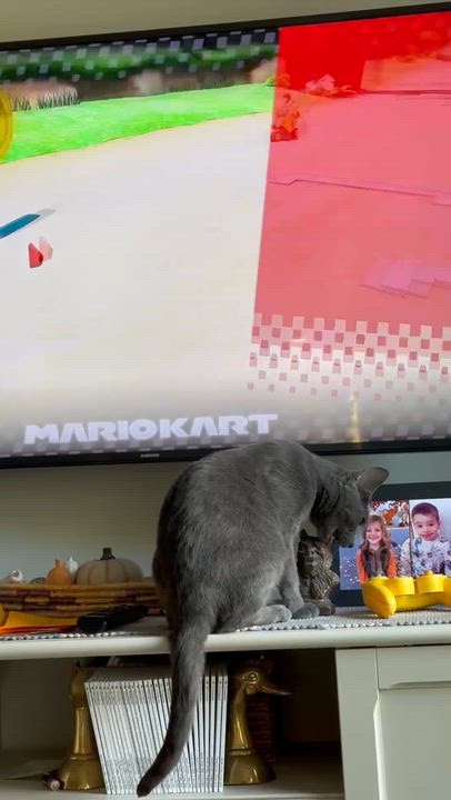 Enlarge Annie (Anchovy), a ADOPTABLE Domestic Short Hair in Brigham City, UT video 4/6