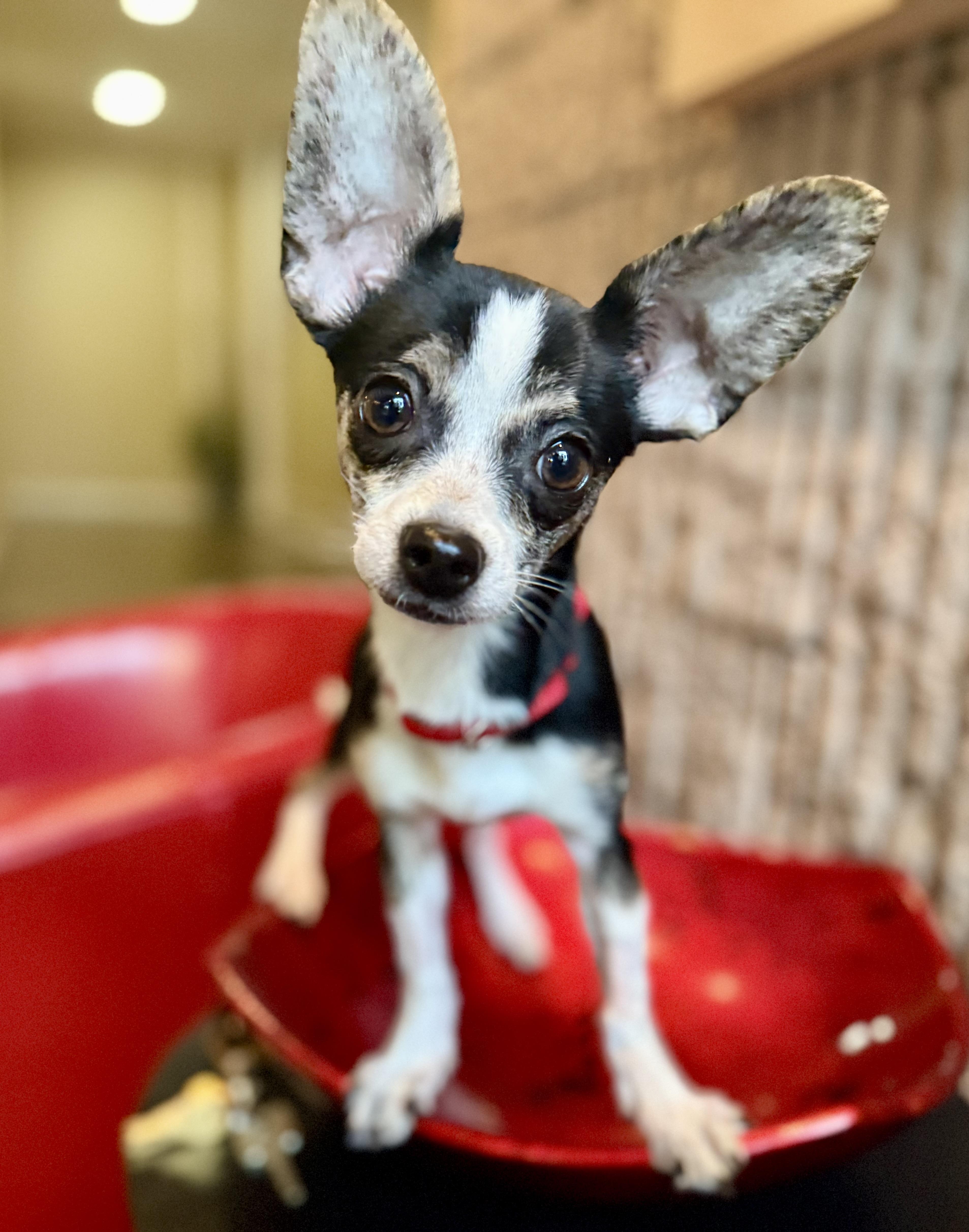 Enlarge Radar, a ADOPTABLE mixed breed in Yonkers, NY image 2/2